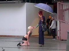 Miniature blond disgraced on the rain