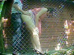 voyeured pair - outdoor fucking